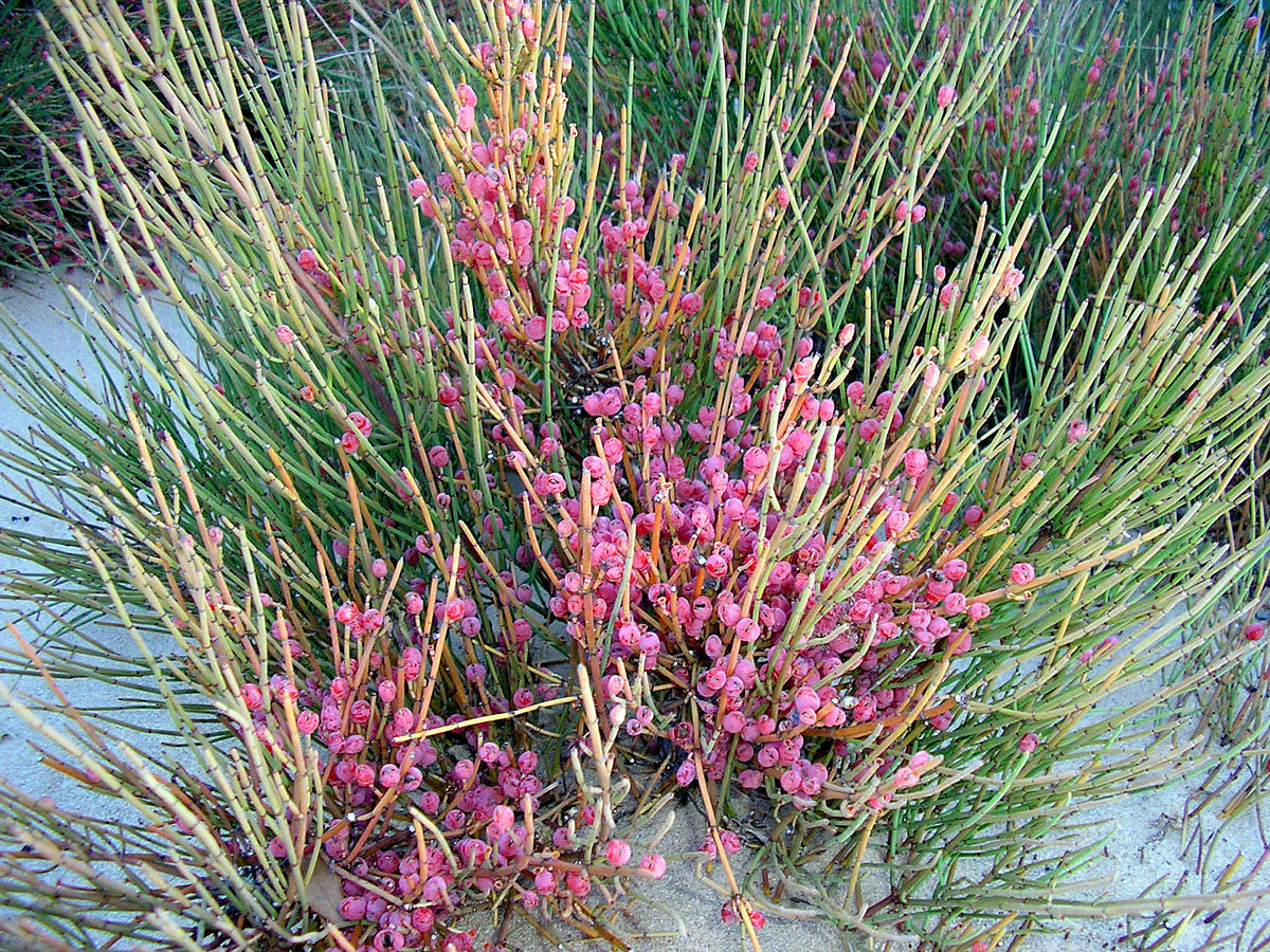 Elphedra Fragilis Desf