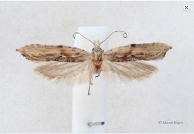 new moth