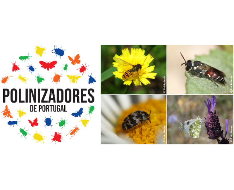 PolinizadoresPT