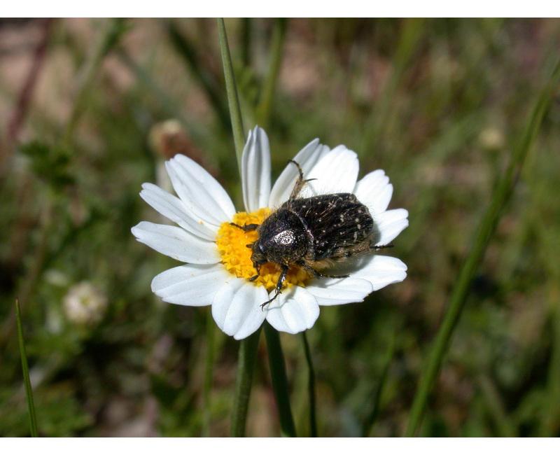 pollinatorsPT2020