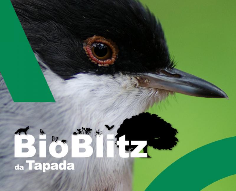 bioblitzcartaz