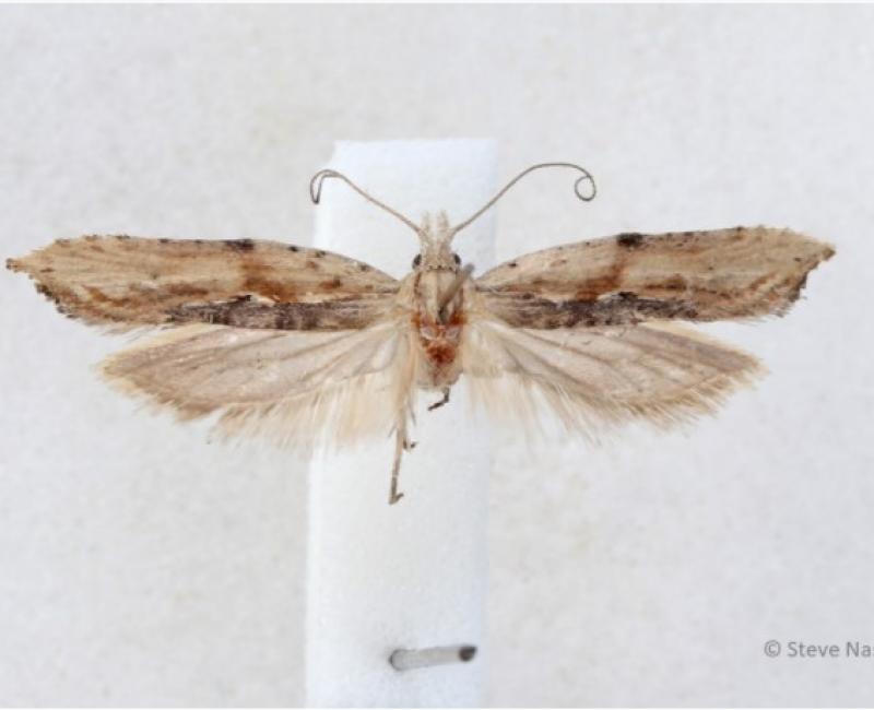 new moth